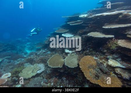Ein Taucher erkundet ein pulsierendes Korallenriff und beobachtet die vielfältige Unterwasserwelt und komplizierte Formationen. Stockfoto