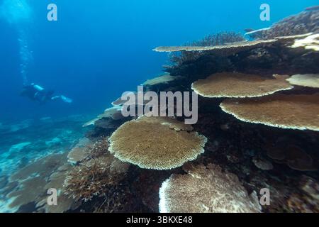 Ein Taucher erkundet ein pulsierendes Korallenriff und zeigt die Schönheit und Artenvielfalt der Unterwasser-Ökosysteme. Stockfoto