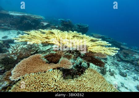 Ein Taucher erkundet ein pulsierendes Korallenriff, beobachtet die vielfältige Unterwasserwelt und trägt zur Unterwasserforschung und -Erhaltung bei. Stockfoto