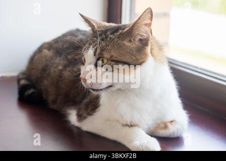 Eine braun-weiße Katze liegt bequem auf einer sonnigen Fensterbank und genießt die Wärme der Sonnenstrahlen, die durch das Glas kommen Stockfoto