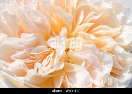 Zarte pfirsichfarbene Pfingstrose mit mehrschichtigen Blütenblättern, die in sanftem natürlichem Licht erfasst werden und detaillierte Texturen und sanfte Töne zeigen Stockfoto