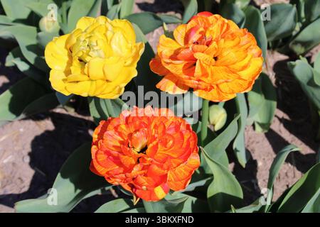 Tulpe „Sunlover“ Stockfoto