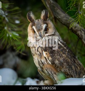 Langohrige Eule (Asio Otus) Stockfoto