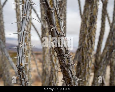 Eine Nahaufnahme der dornigen Zweige einer Ocotillo-Pflanze, die ihre einzigartige Anpassung an trockene Umgebungen zeigt. Stockfoto