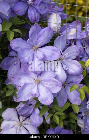 Blühende Clematis-Blüten in rosa und violetten Farben, die in einem Garten wachsen. Nahaufnahme mit leuchtenden Blumendetails mit grünem Laub im Hintergrund. Idee Stockfoto
