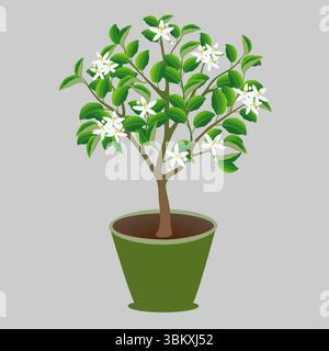 Blühender Zitronenbaum in einem Topf auf grauem Hintergrund. Stock Vektor