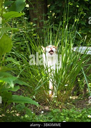 Eine dreifarbige Hauskatze sitzt mitten im grünen Gras, gefangen mit weit geöffnetem Mund, während sie auf einem Grasblatt kaut. Stockfoto