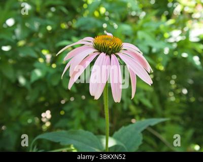 Blühende rosafarbene Echinacea-Blüte von vorne gesehen, leuchtend vor grünem Laub, Sommergarten-Makroaufnahme. Stockfoto