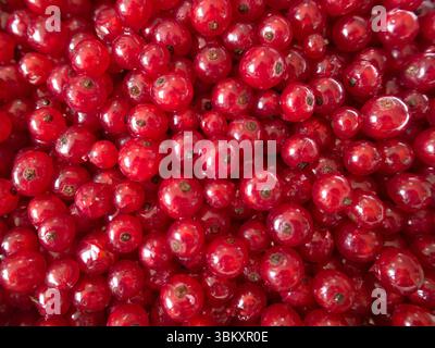 Nahaufnahme reifer roter Johannisbeeren im Vollformat, frisch geerntet mit lebendiger Farbe und saftiger Textur. Stockfoto