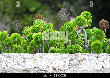 Frische grüne Rosetten von Aeonium arboreum oder Hauseleek, die über eine Mauer blicken La Seyne-sur-Mer, Frankreich April Stockfoto