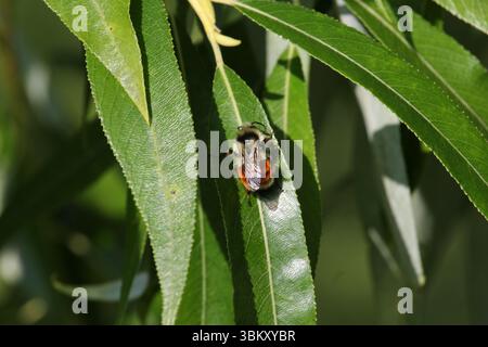 Rosty Patch Hummel liegt auf einem Weidenblatt Stockfoto