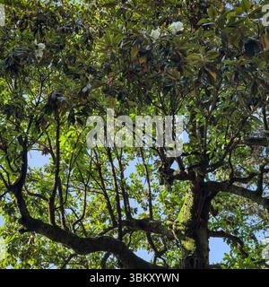 Magnolienbaumbaldachin mit glänzend grünen Blättern und weißen Blüten, die von Sonnenlicht vor blauem Himmel beleuchtet werden. Natürlicher Hintergrund, ideal für organisches Design Stockfoto