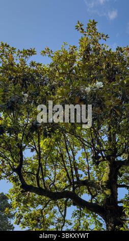 Magnolienbaumbaldachin mit Sonnenlicht, das durch üppig grüne Blätter vor blauem Himmel filtert, vertikale Zusammensetzung, keine Menschen, natürliche Hintergrundnutzung. Stockfoto