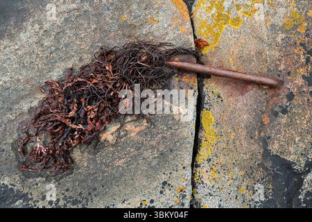 Farbenfrohe Algen mit rostigem Metallstab liegen bei Ebbe auf einer rauen Felsoberfläche an der Küste und zeigen die Texturen der Natur. Stockfoto