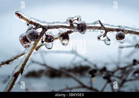 Eisbedeckte und gefrorene Beeren auf einem Baumzweig vor grauem Himmel Stockfoto