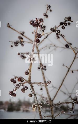 Eisbedeckte und gefrorene Beeren auf Ästen vor grauem Himmel und einer Insel in der Ferne Stockfoto