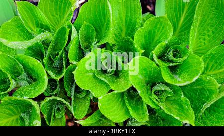 Draufsicht auf regendurchtränkte Hosta-Pflanzenhaufen nach einem Frühlingsregen. Stockfoto