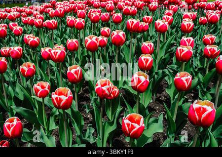 Rückläufige Reihen symmetrischer roter und weißer Tulpen in einem Blumenbeet. Stockfoto