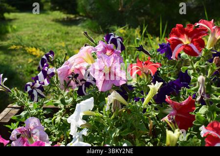 Ein lebendiger und farbenfroher Blumengarten mit verschiedenen Arten von Petunien in voller Blüte. Die Blumen zeigen eine Reihe von Farben, einschließlich lila, rot, Stockfoto