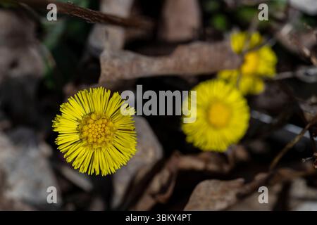 Coltsfoot, Tussilago farfara, mehrjährig, krautig, Pflanze, Anbau im Garten in Brownsburg-Chatham, Quebec, Kanada, gelbe Blumen. Stockfoto