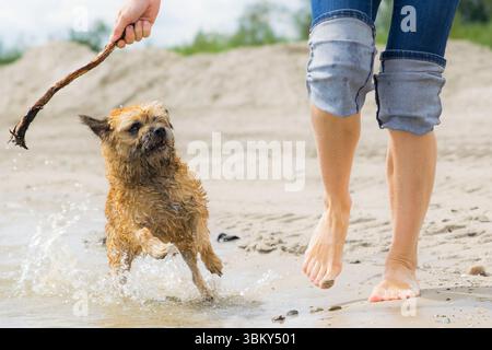 Ein verspielter Terrierhund plätschert im flachen Wasser und blickt auf die Hand einer Person, die einen Stock an einem Sandstrand hält. Stockfoto