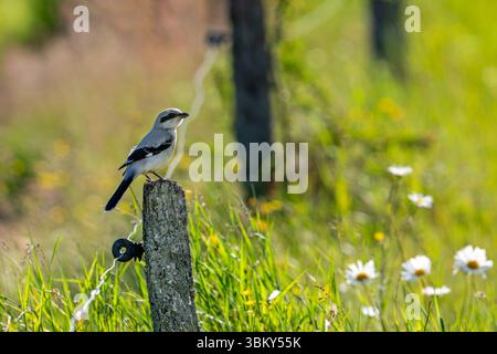 Große graue Garnelen (Lanius excubitor), die im Spätherbst/Frühsommer auf verwittertem Holzzaunpfosten auf der Wiese sitzen Stockfoto