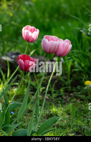 Rosafarbene Tulpen in verschiedenen Tönen, blühend in einem Hüttengarten in Brownsburg-Chatham, Quebec, Kanada, an einem warmen späten Frühlingstag Stockfoto