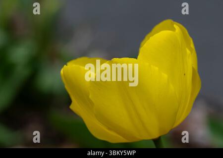 Gelbe Tulpe, Tulpe, blüht in einem Hüttengarten in Brownsburg-Chatham, Quebec, Kanada, an einem warmen späten Frühlingstag Stockfoto