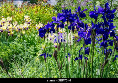Sibirische Iris, Iris sibirica, Pflanzen blühend in einem Landgarten, im Spätfrühling, Brownsburg-Chatham, Quebec, Kanada, Laurentische Zone, Stockfoto