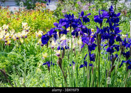 Sibirische Iris, Iris sibirica, Pflanzen blühend in einem Landgarten, im Spätfrühling, Brownsburg-Chatham, Quebec, Kanada, Laurentische Zone, Stockfoto