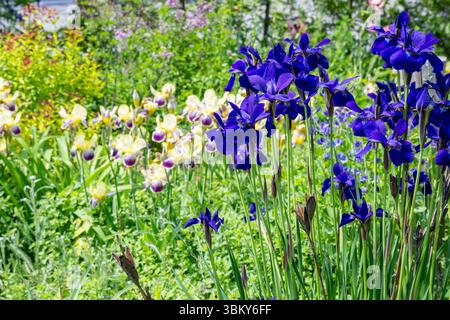 Sibirische Iris, Iris sibirica, Pflanzen blühend in einem Landgarten, im Spätfrühling, Brownsburg-Chatham, Quebec, Kanada, Laurentische Zone, Stockfoto