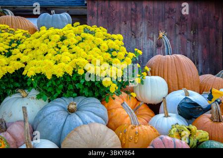 Eine lebhafte Herbsternte mit erblichen Kürbissen in verschiedenen Farben und Texturen, umgeben von leuchtend gelben Chrysanthemen. Stockfoto