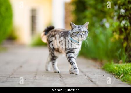 Junge verspielte britische Kurzhaar-Silbertabby-Katze, die sich im Garten entspannt. Wunderschöne blau-graue Katze mit gelben Augen, die draußen im Garten oder im Garten Spaß macht Stockfoto
