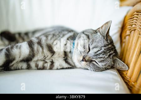 Britische Kurzhaar-silberne Tabby-Katze, die auf einem Sofa im Wohnzimmer ruht. Junge Hauskatze, die zu Hause drinnen bleibt. Stockfoto