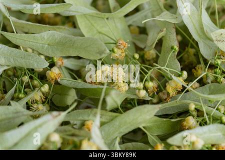 Nahaufnahme von frisch geernteten Lindenblüten mit blassgrünen Blättern, bereit zum Trocknen oder für die Zubereitung von Kräutertee, detaillierte Textur, keine Leute. Stockfoto