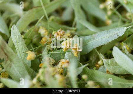 Nahaufnahme von frisch geernteten Lindenblüten mit blassgrünen Blättern, bereit zum Trocknen oder für die Zubereitung von Kräutertee, detaillierte Textur, keine Leute. Stockfoto