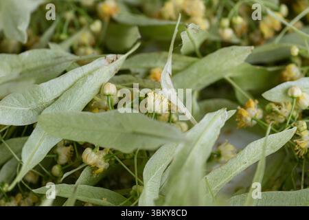 Nahaufnahme von frisch geernteten Lindenblüten mit blassgrünen Blättern, bereit zum Trocknen oder für die Zubereitung von Kräutertee, detaillierte Textur, keine Leute. Stockfoto