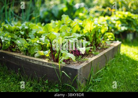 Anbau von Roten Bete in der Sommersaison. Kräuter und Gemüse anbauen. Gartenarbeit und Lebensstil der Selbstversorgung. Stockfoto