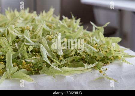 Frisch gepflückte Lindenblüten und grüne Blätter zum Trocknen, für Kräutertee und natürliche Heilmittel, keine Menschen. Stockfoto