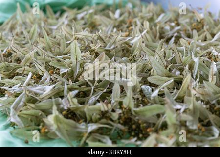Nahaufnahme von getrockneten Lindenblättern und kleinen gelben Blüten, die für Kräuteraufgüsse verwendet werden, in einem natürlichen, organischen Muster angeordnet. Stockfoto