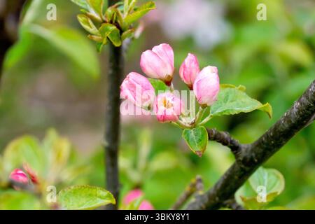 Krabbenapfel (Malus sylvestris), Nahaufnahme mit den rosafarbenen Blütenknospen eines kleinen Baumes im Frühjahr. Stockfoto