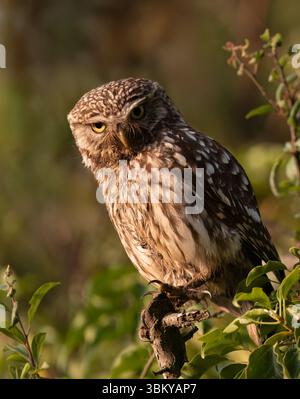 Eine wilde kleine Eule (Athene noctua), die in einem Baum thront und die Kamera anstarrt, Suffolk Stockfoto