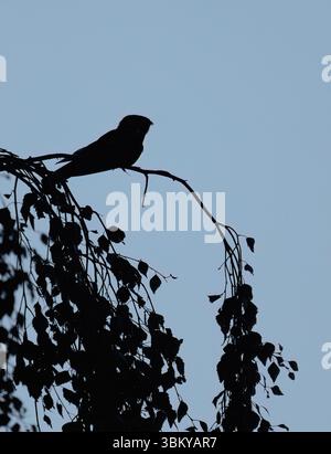 Ein aufgewühltes Nightjar (Caprimulgus europaeus), das nachts auf einem Zweig sitzt, Suffolk Stockfoto