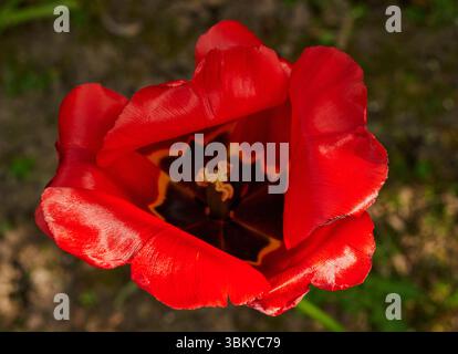 Die drei inneren Blütenblätter einer Tulpe haben eine eingeschnittene Spalte am oberen Rand. Stockfoto