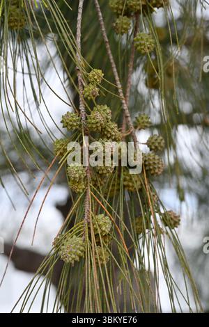 Nadeln oder Zweige und Früchte der australischen Kiefer, Casuarina equisetifolia, La Seyne-sur-Mer, Frankreich April Stockfoto