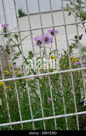 Blumen, die so wild sind, dass sie hinter Gittern gehalten werden, darunter lila Mariendistel, Galactites tomentosus und gelbe Gänseblümchen La Seyne-sur-Mer, Frankreich April Stockfoto
