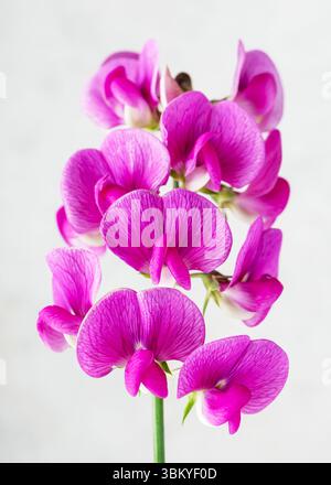 Schöne rosa Läufer süße Erbse Wildblume auf hellgrauem Hintergrund. (Lathyrus odoratus) floristisches, Haus- oder Gartenkonzept. Kopierbereich. Stockfoto
