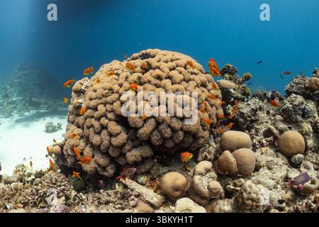 Ein Taucher beobachtet ein pulsierendes Korallenriff voller Orangenfische, das die Schönheit und Artenvielfalt der Unterwasserökosysteme zeigt. Stockfoto