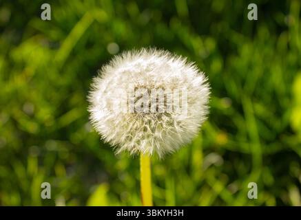 Weiße Löwenzahnblume aus nächster Nähe auf verschwommenem Hintergrund. Flauschiger Löwenzahnkopf. Weiße Löwenzahnblüte. Naturhintergrund. Stockfoto