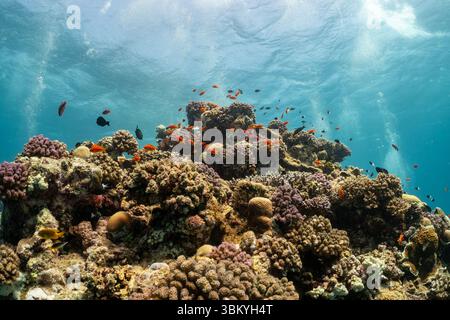 Ein lebendiges Korallenriff voller bunter Fische, das die Schönheit und Artenvielfalt der Meeresökosysteme zeigt. Stockfoto